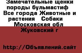 Замечательные щенки породы бульмастиф - Все города Животные и растения » Собаки   . Московская обл.,Жуковский г.